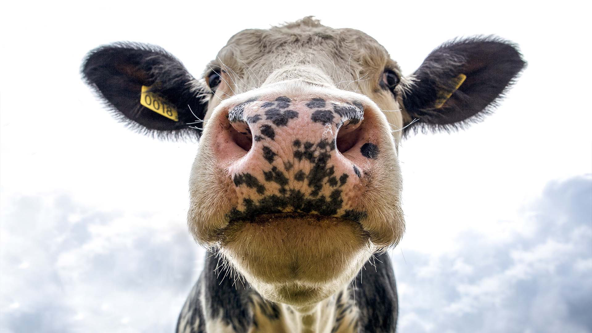 Feuchtgebiet Moor Viehzucht Klimawandel / Foto: Pexels