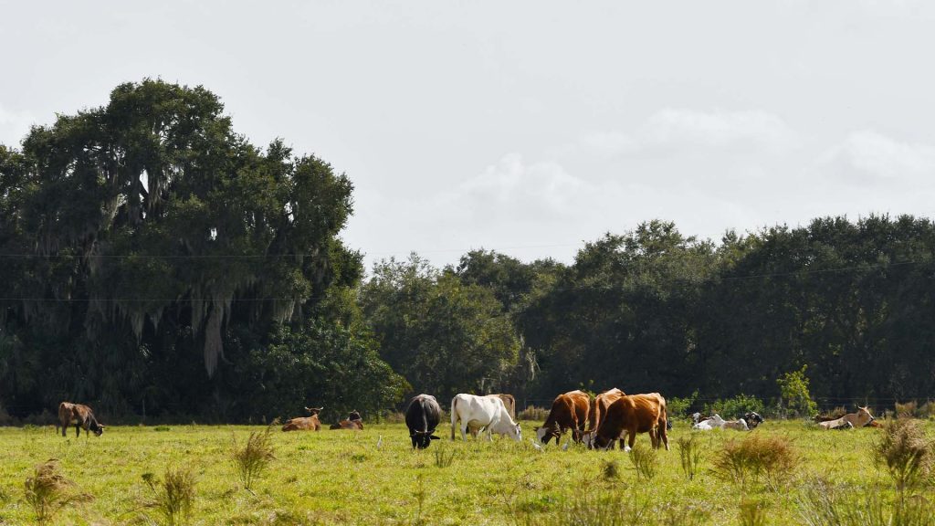 Feuchtgebiet Moor Viehzucht Klimawandel / Foto: Unsplash