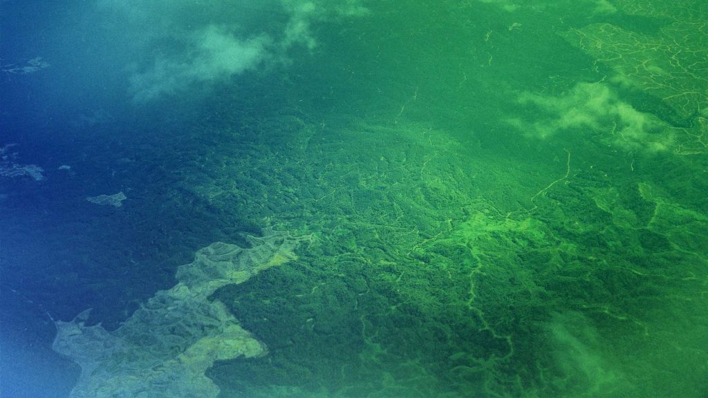 Regenwald Rodung Amazonas-Baum Brasilien Bolsonaro / Foto: Envato Stock