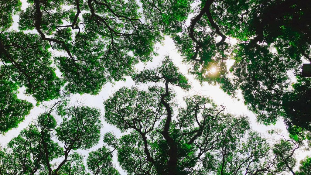 Regenwald Rodung Amazonas Brasilien Bolsonaro / Foto: Unsplash
