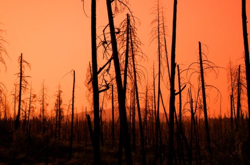 Klimakrise: Trockenheit im Wald. Foto Envato