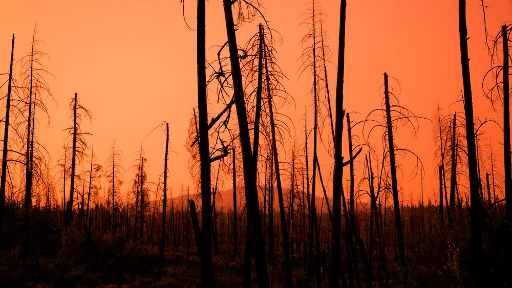 Klimakrise: Trockenheit im Wald. Foto Envato