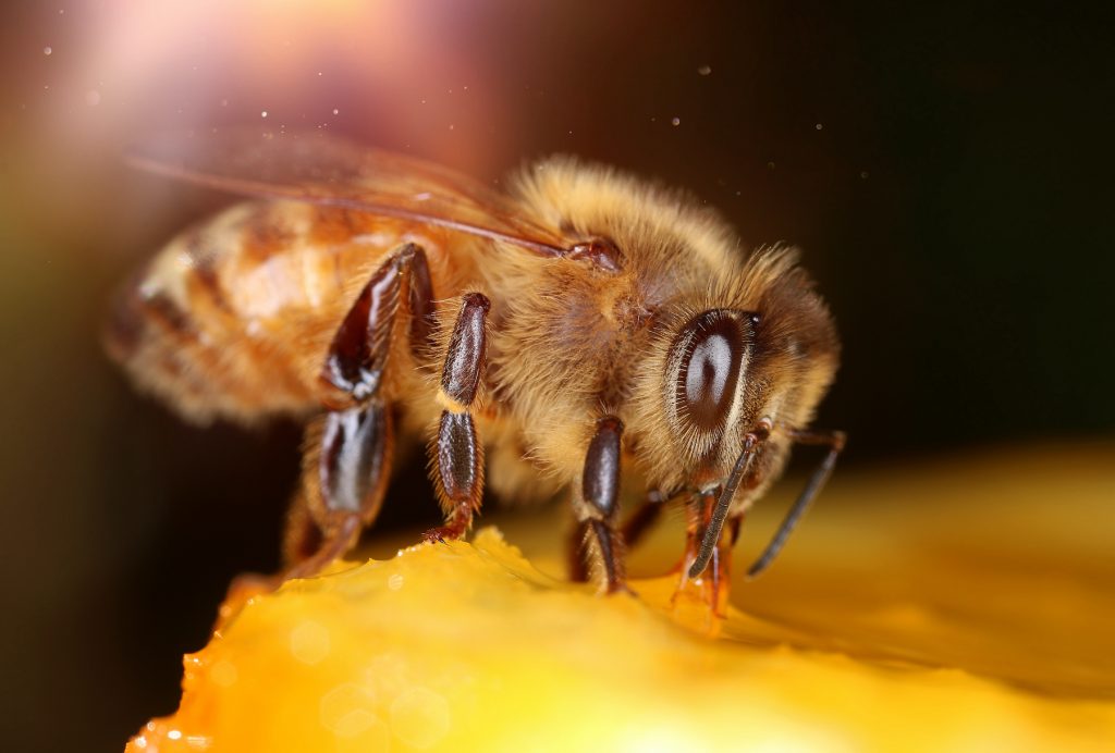 Green Events: Tag der Biene am 20. Mai. UN Bee Day. Foto: Envato