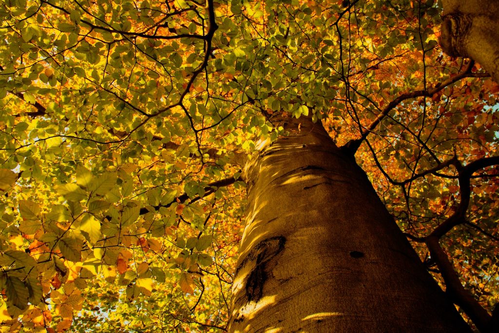 Photo by MARIOLA GROBELSKA on Unsplash