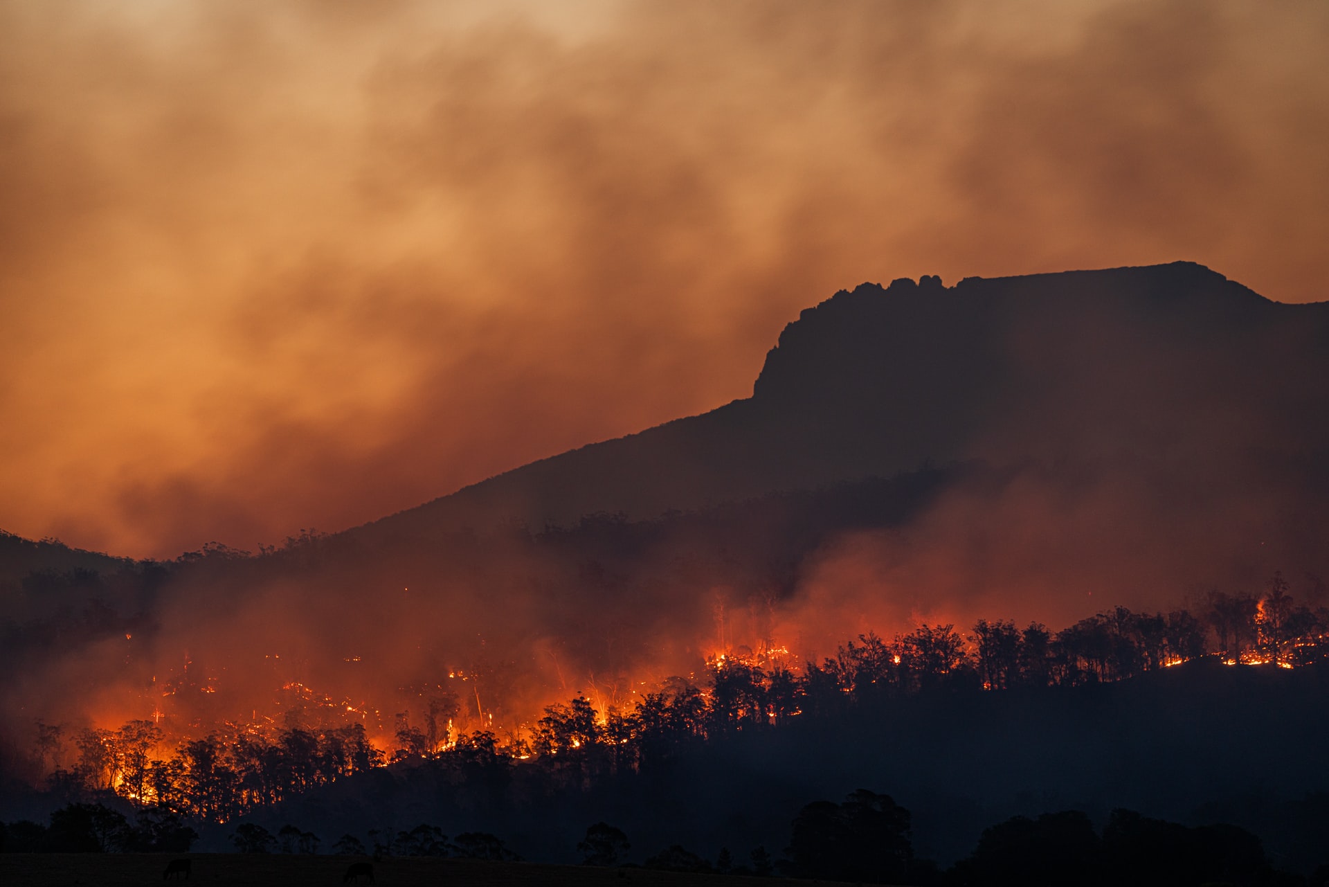 Waldbrand forrest fire climate change / Foto: Matt Palmer, unsplash