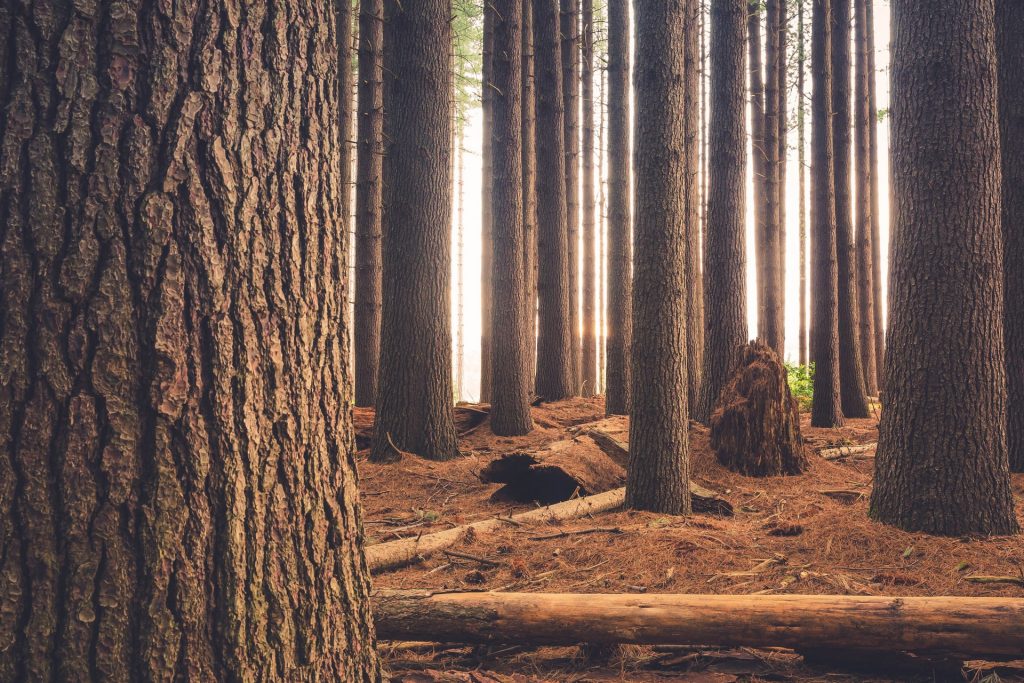 wood forrest Wald Greentech / Foto: Liam Pozz, Unsplash