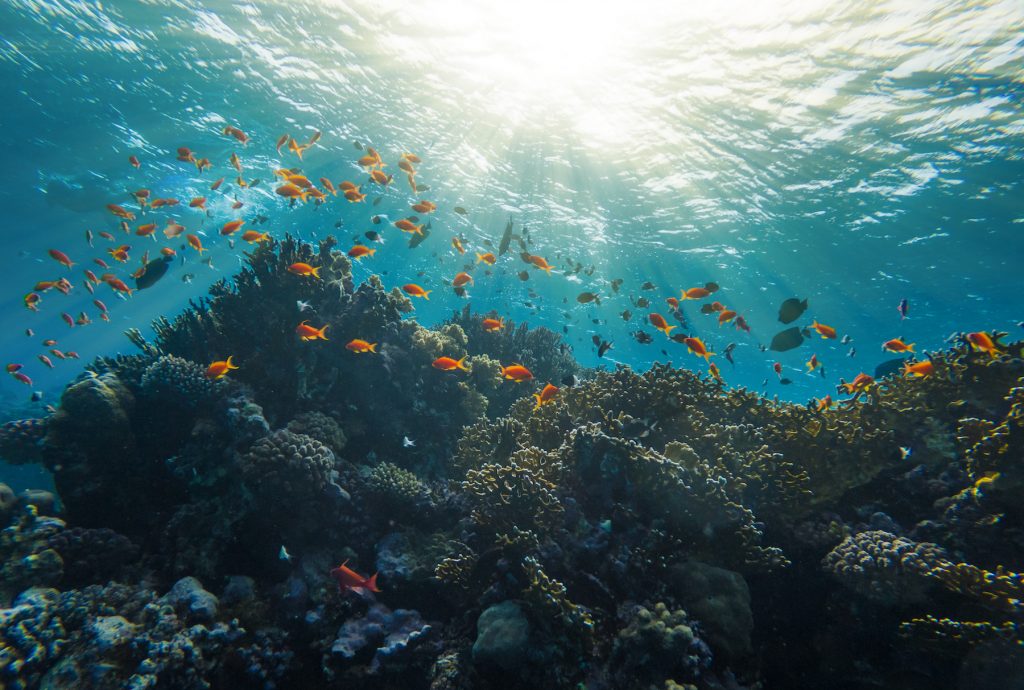 Korallenriff Rotes Meer