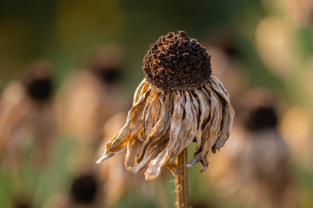 Hitze Duerre Klimawandel Foto Pawel Czerwinski via Unsplash