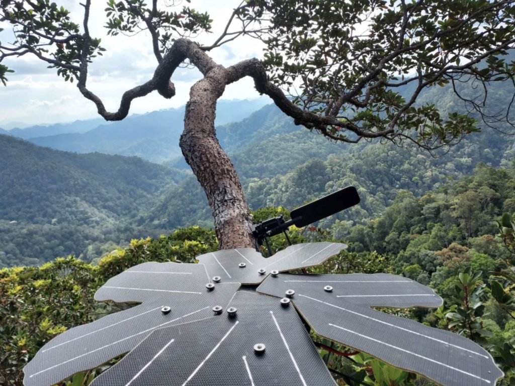 Rainforest Connection Iot Monitoring System gegen illegale Abholzung