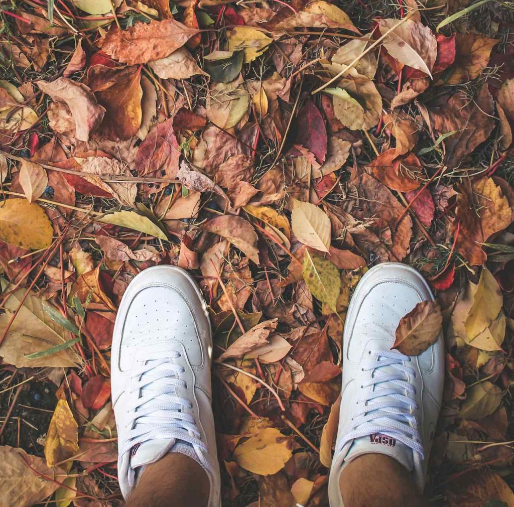 Laub ist gut fuer Biogas - Greentech.Live - Foto Ahmet Zandaradze via Unsplash 2