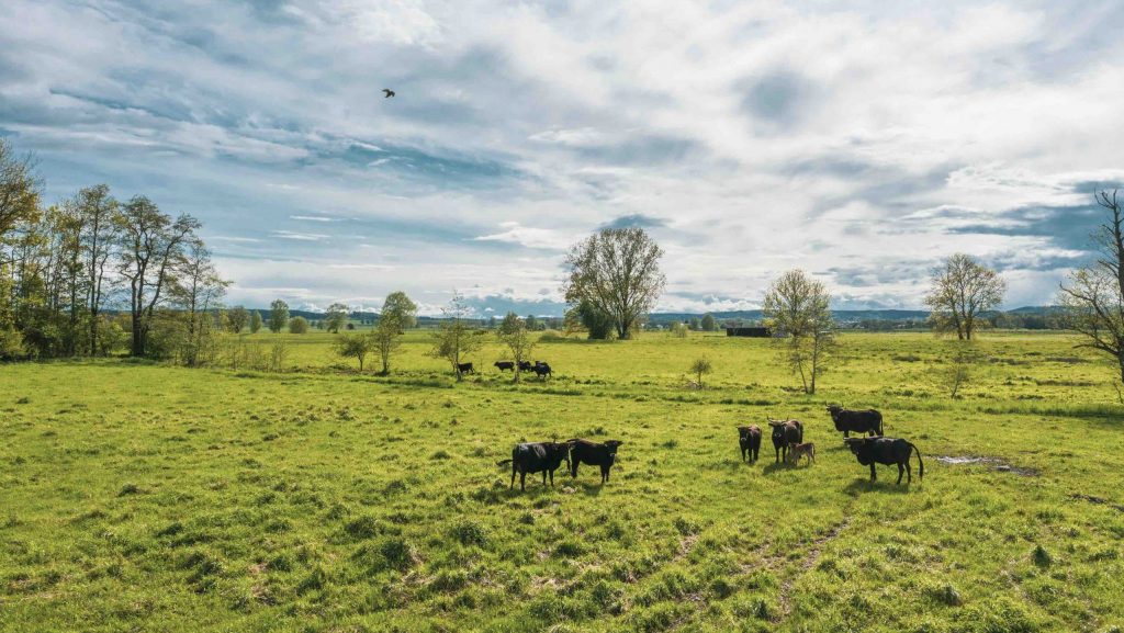 Moorschutz über Klimazertifikate Studie Audi Stiftung für Umwelt