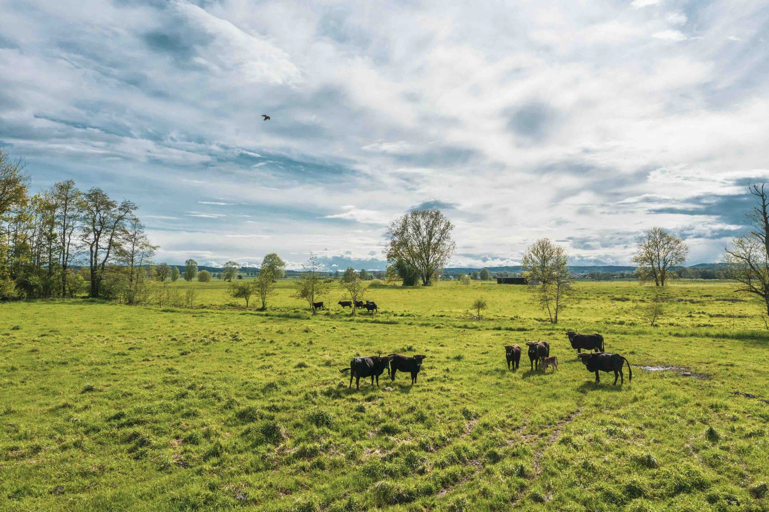 Moorschutz über Klimazertifikate Studie Audi Stiftung für Umwelt