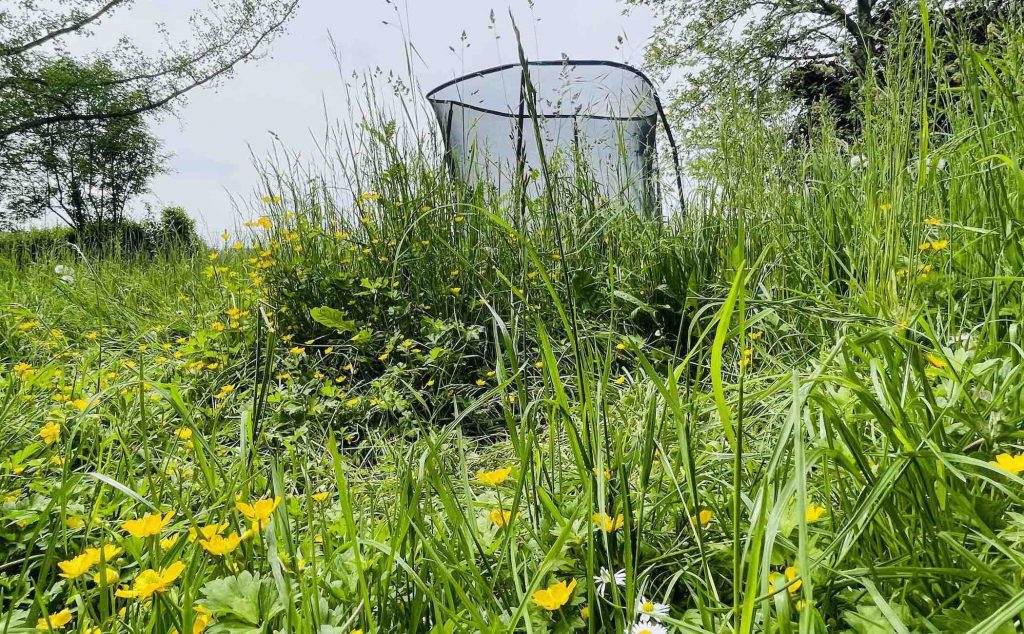 No-mow-Monat-Mai-Greentech-Events-Rasernmaeher-Biodiversitaet. Foto Silvia Kling