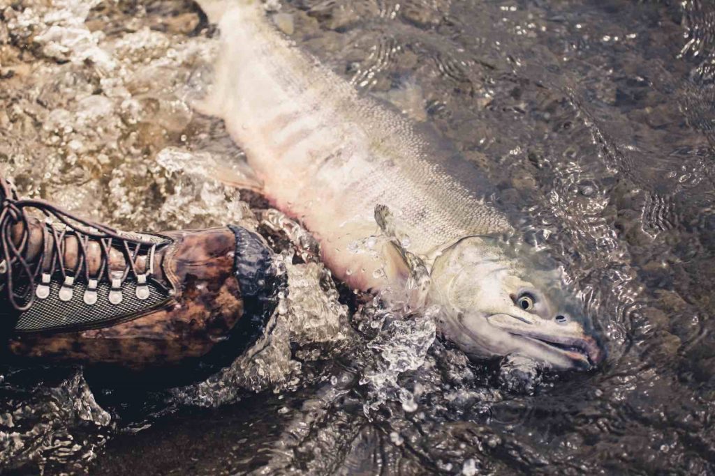 Klimakrise: Polen verschweigt jüngstes Fischsterben an der Oder. Foto: Clay Knight Unsplash