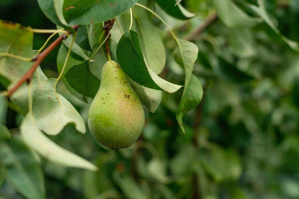 Foodtech Obst Birne Eu projekt Greentech Joanna Stolowicz via Unsplash