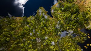 Klimaschutz mit Greentech: Drohne-Einsatz im Regenwald für Wilderness International