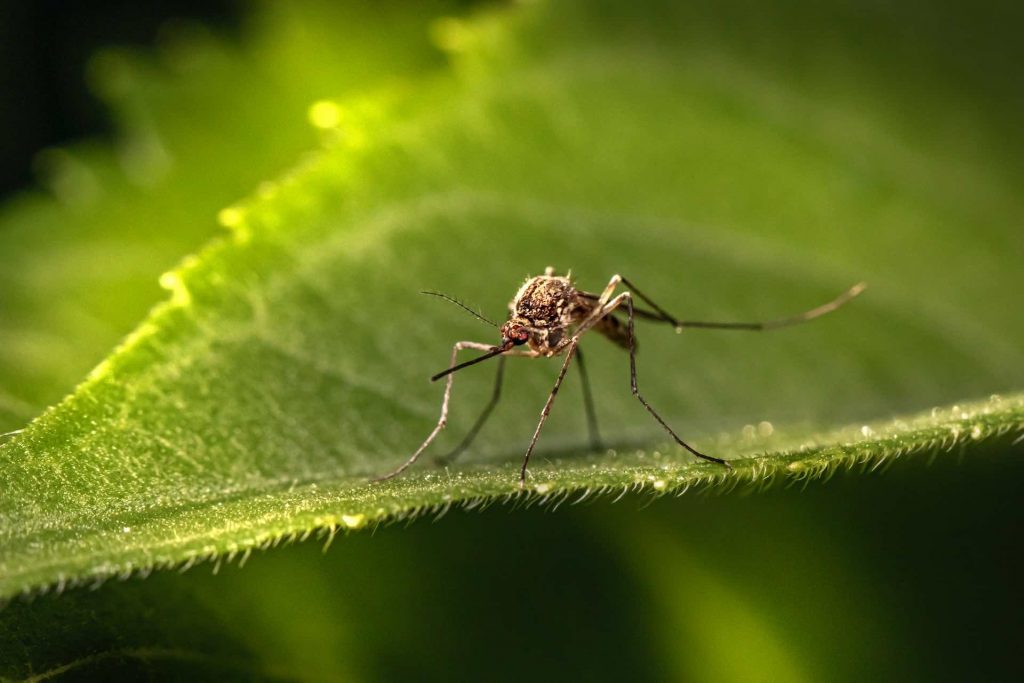 Klimakrise Infektions-Krankheiten Experten Konferenz. Foto: Eerik Karits Unsplash