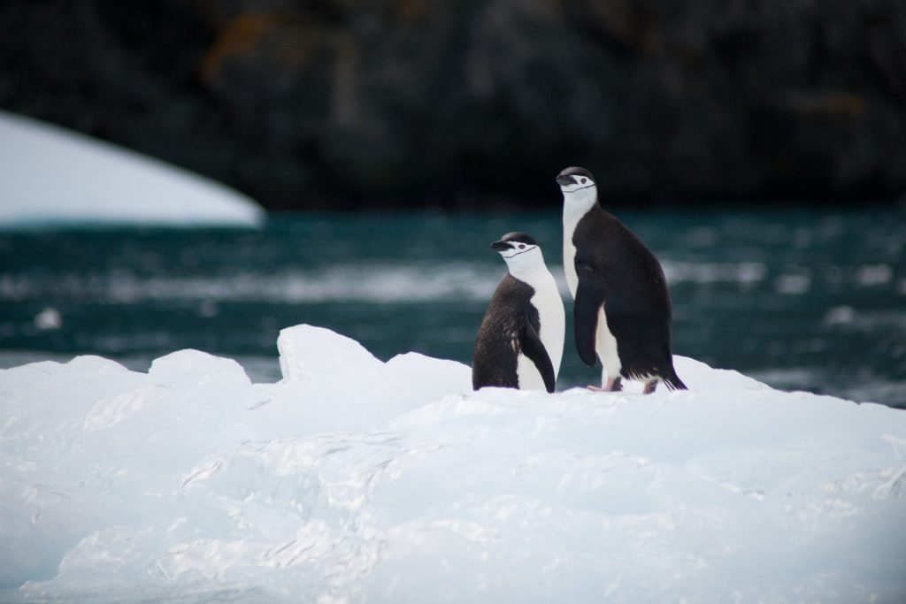 Klimawandel in der Antarktis Foto: Torsten Dederichs via Unsplash