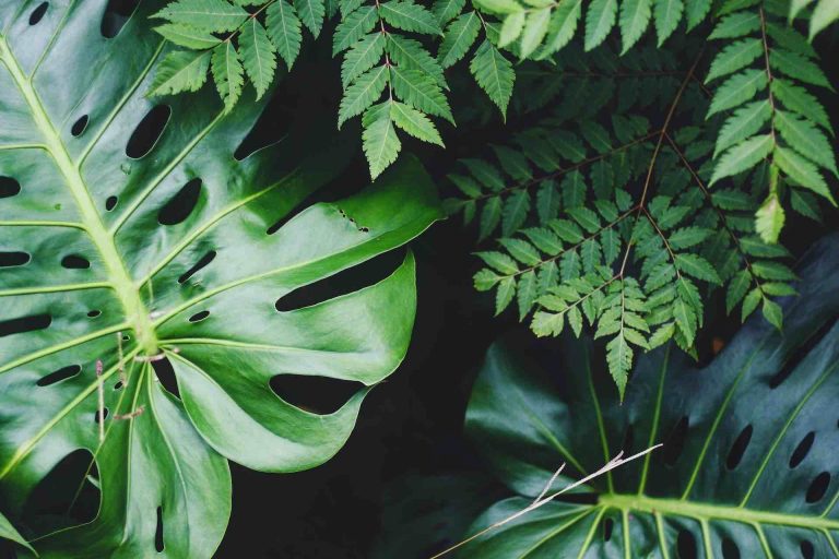 Greentech Pflanzen FoodTech KIT Jackie DiLorenzo Unsplash s