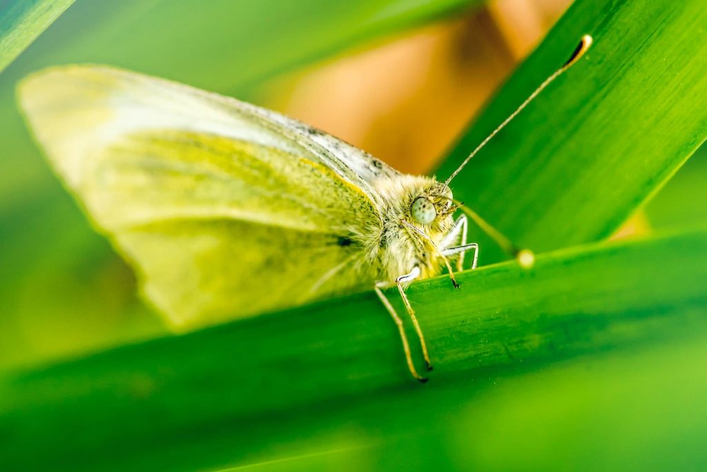 Klimakrise Eichen-Prozessions-Spinner Greentech Hoover-Tung via Unsplash