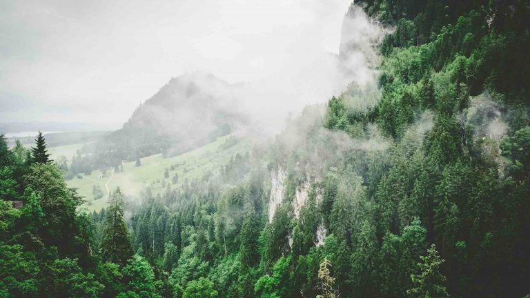 Greentech Wald Energie Holz Nachhaltigkeit Regen Jace Afsoon Unsplash