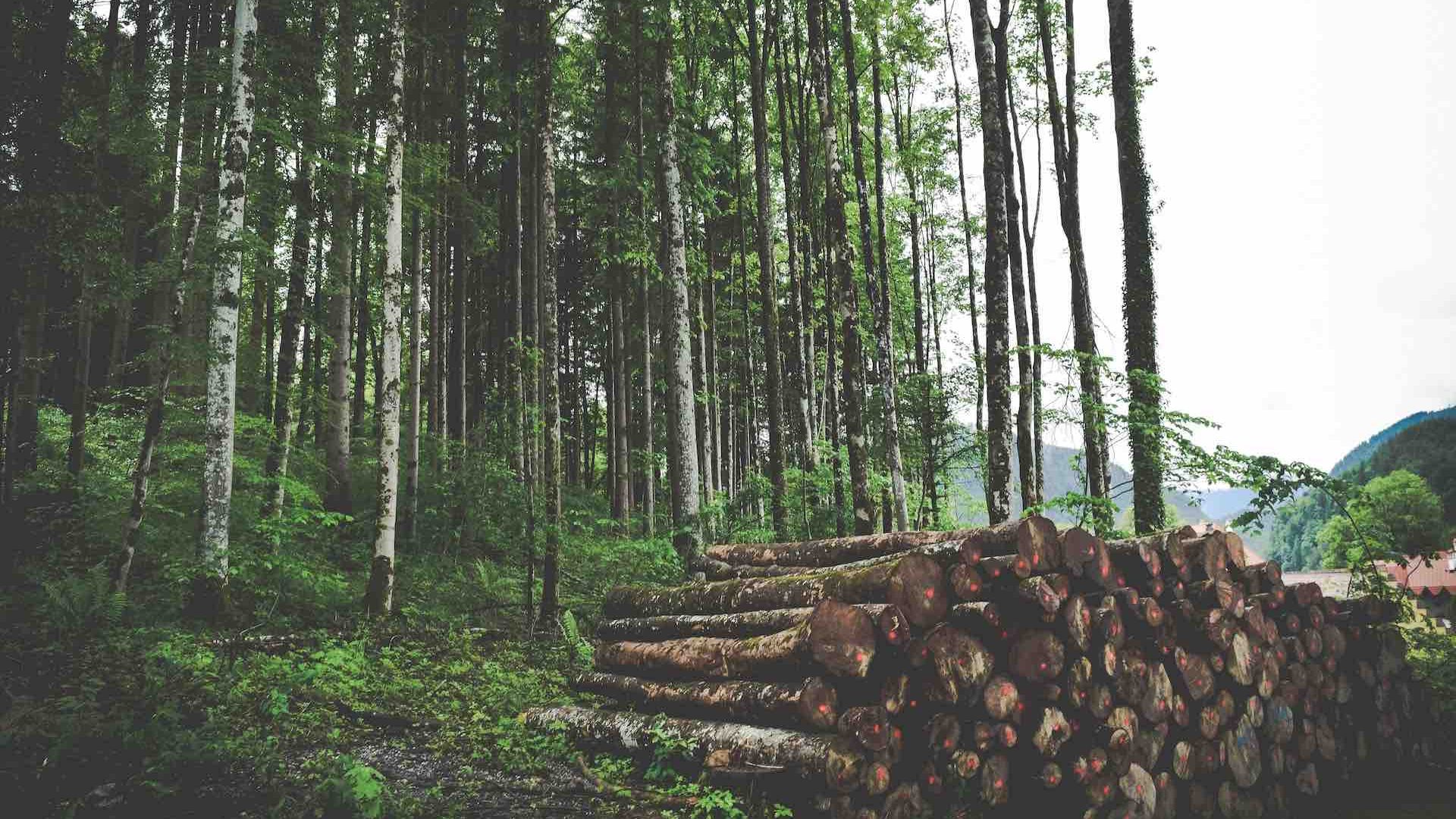 Greentech Waldenergie Holz Biomasse Pellets Energie Nachhaltigkeit Jace Afsoon via Usplash