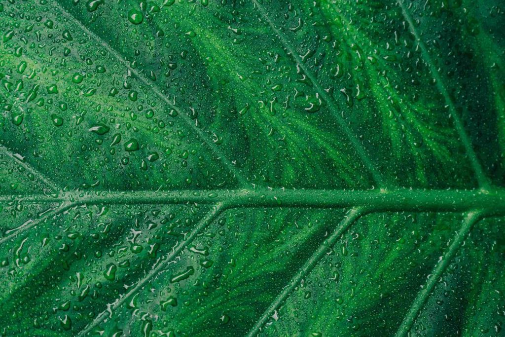 Greentech Wasser H2 Hydrogen Scott Webb Unsplash