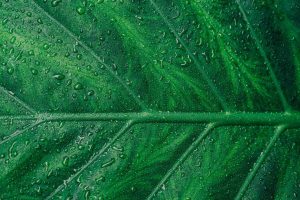 Greentech Wasser H2 Hydrogen Scott Webb Unsplash