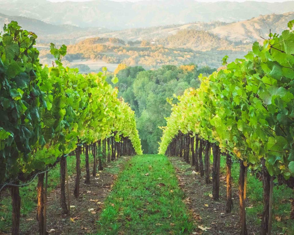 Weinberg Landwirtschaft Greentech Jaime Casap Unsplash