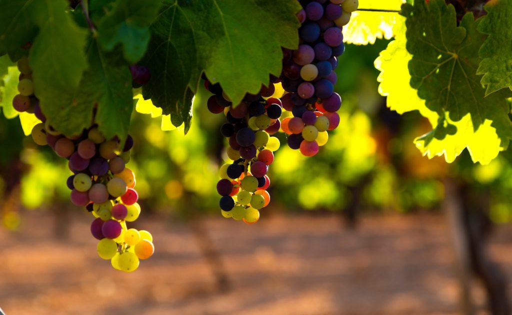 Weinberg Landwirtschaft Greentech Jose Alfonso Sierra Unsplash s