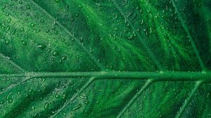 Greentech Wasserstoff Wasser Science Pflanze Scott Webb Unsplash