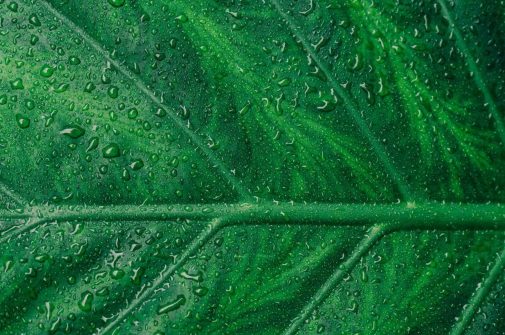 Greentech Wasserstoff Wasser Science Pflanze Scott Webb Unsplash