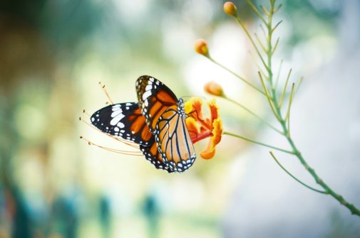Greentech Science Schmetterling Biodiversitaet Calvin Mano Unsplash