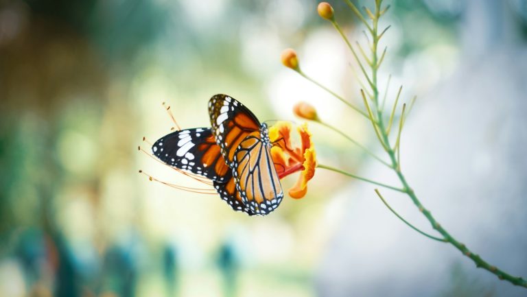 Greentech Science Schmetterling Biodiversitaet Calvin Mano Unsplash